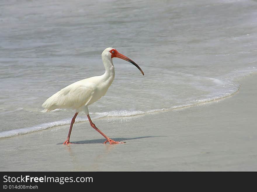 White Ibis