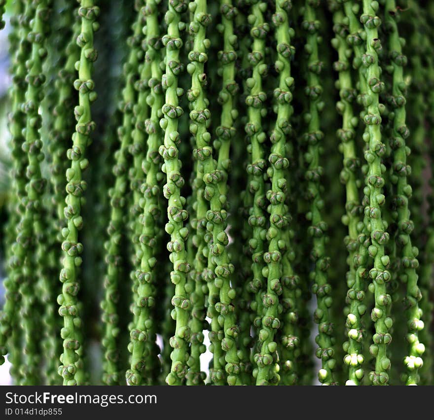 Green bunches of the palm tree