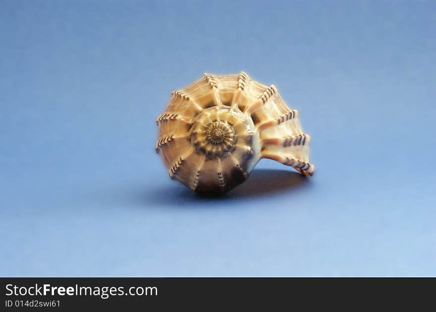 A brown sea shell on a blue backgound. A brown sea shell on a blue backgound