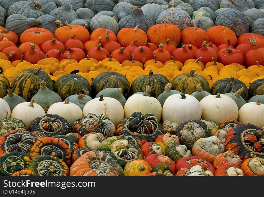 Multi-coloured pumpkins