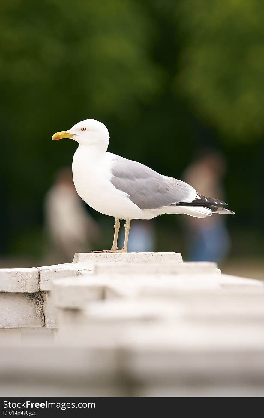 Herring Gull