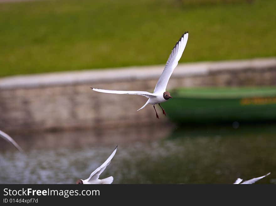 Herring gull (Larus argentatus) standing on blocks. Herring gull (Larus argentatus) standing on blocks