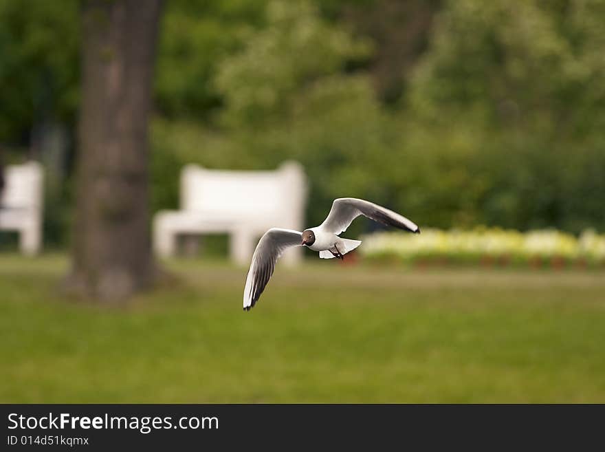 Laughing gull