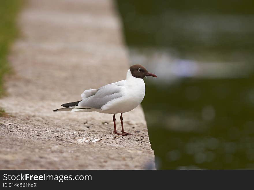 Laughing gull