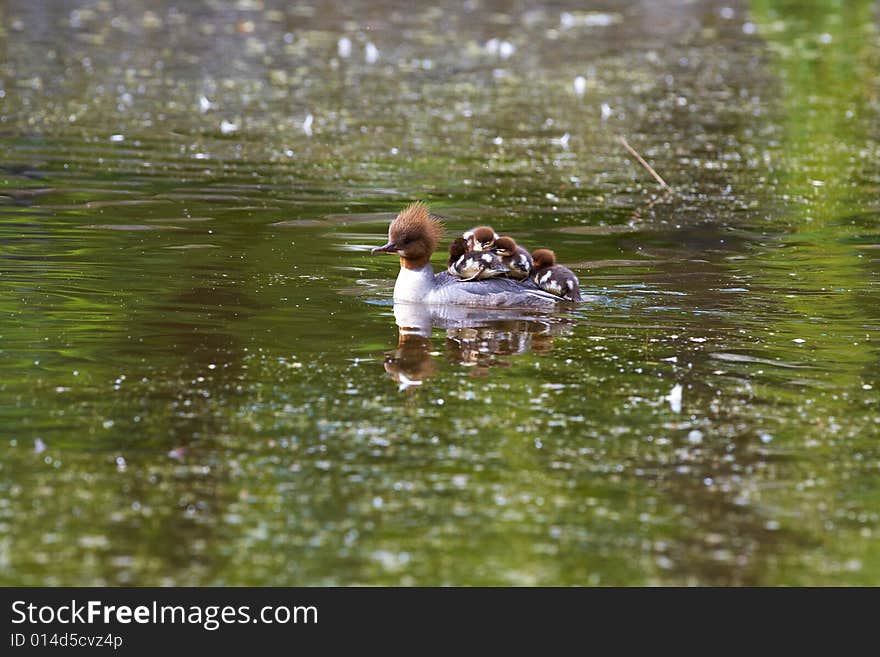 Podiceps (Podiceps cristatus) whit own cheepers