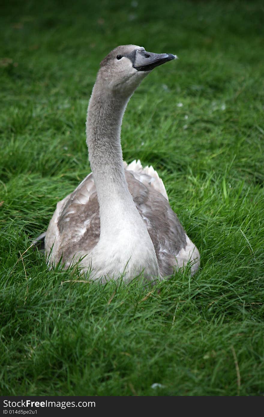 Animal Swan