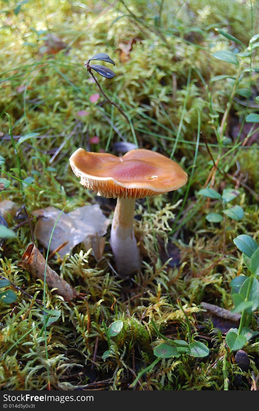 Fungus growing in the forrest