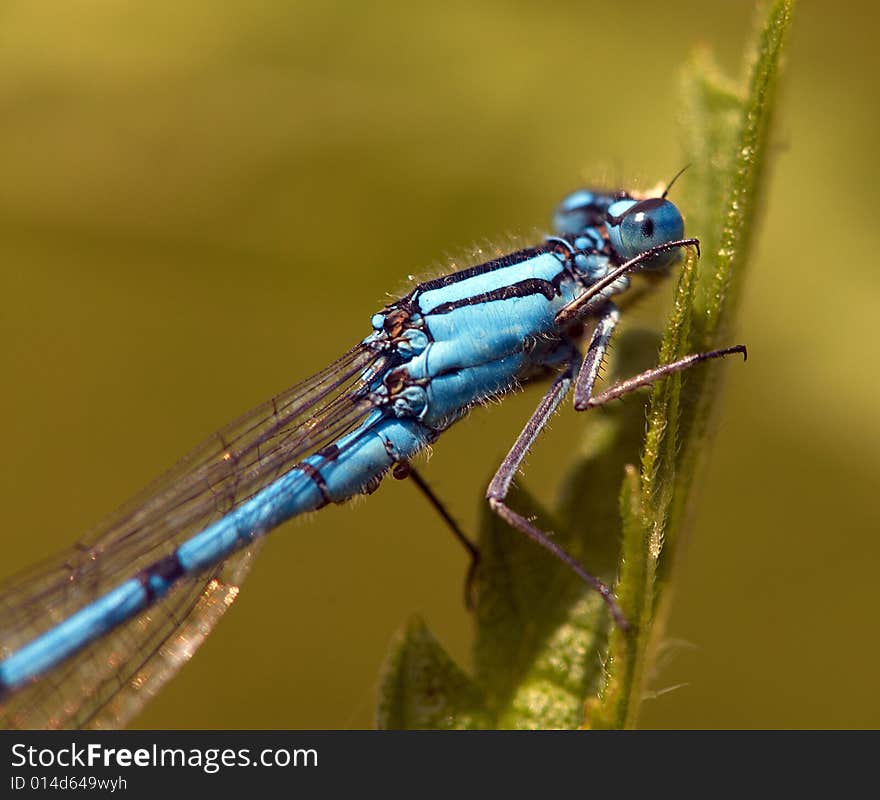 -a dragonfly and a leaf