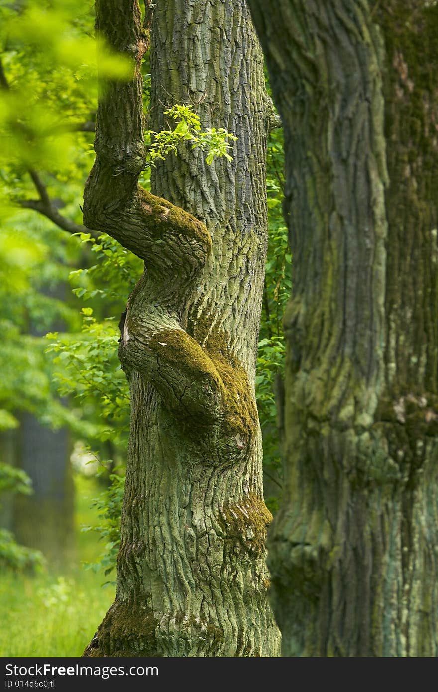 Old oaks in local park