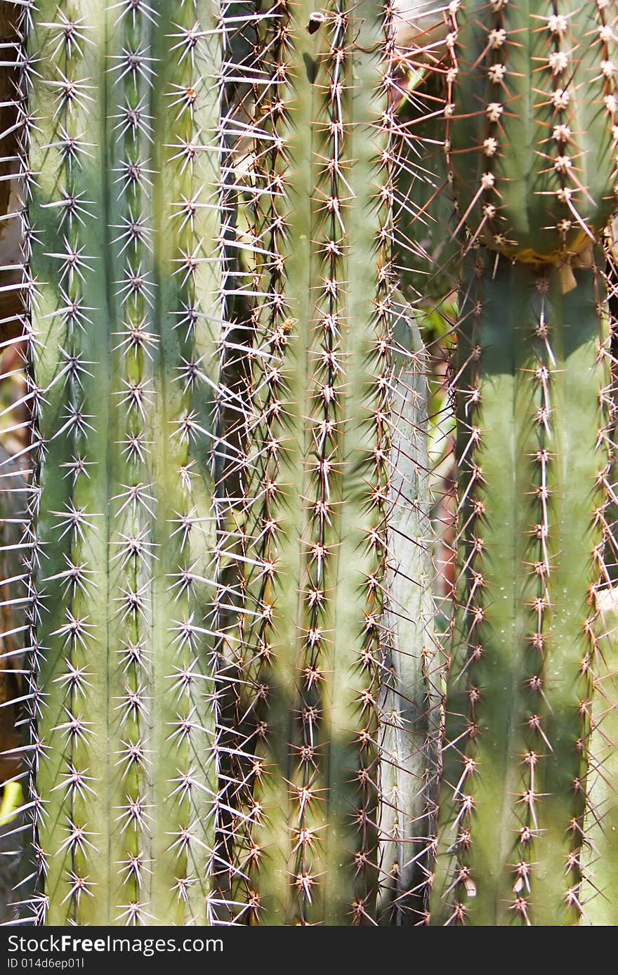 Background from cactus in a wild nature