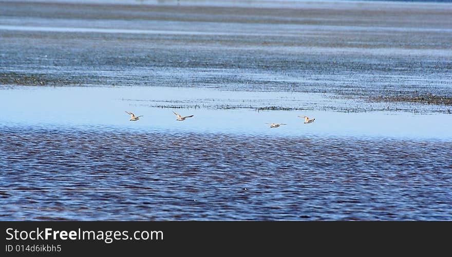 Birds on sea