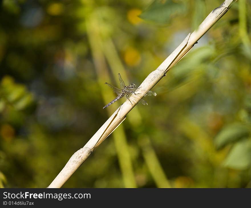 Dragonfly sitting on a diagonal reed