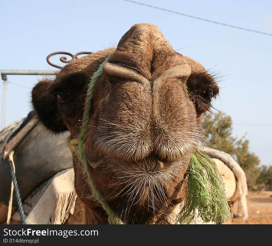 Camel face closeup