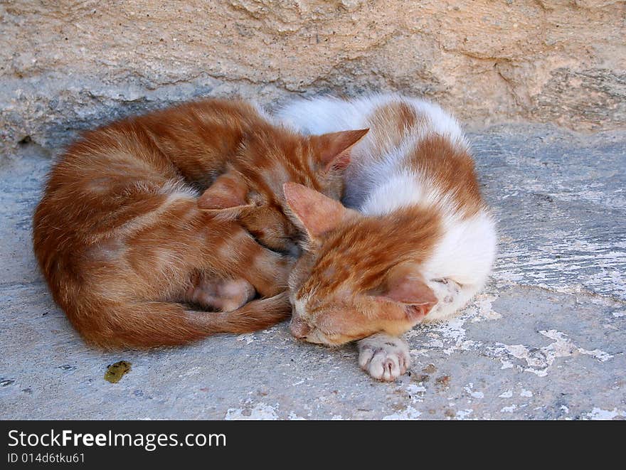 A relaxing cat under Tunisian's sun. A relaxing cat under Tunisian's sun