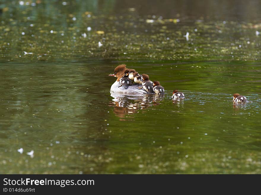 Podiceps