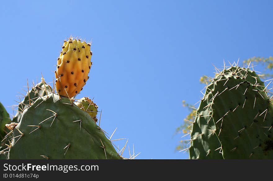 Opuntia ficus-indica