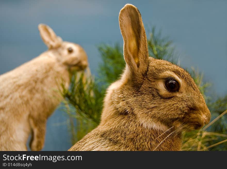 Two hares and grass on a  blue background. Two hares and grass on a  blue background