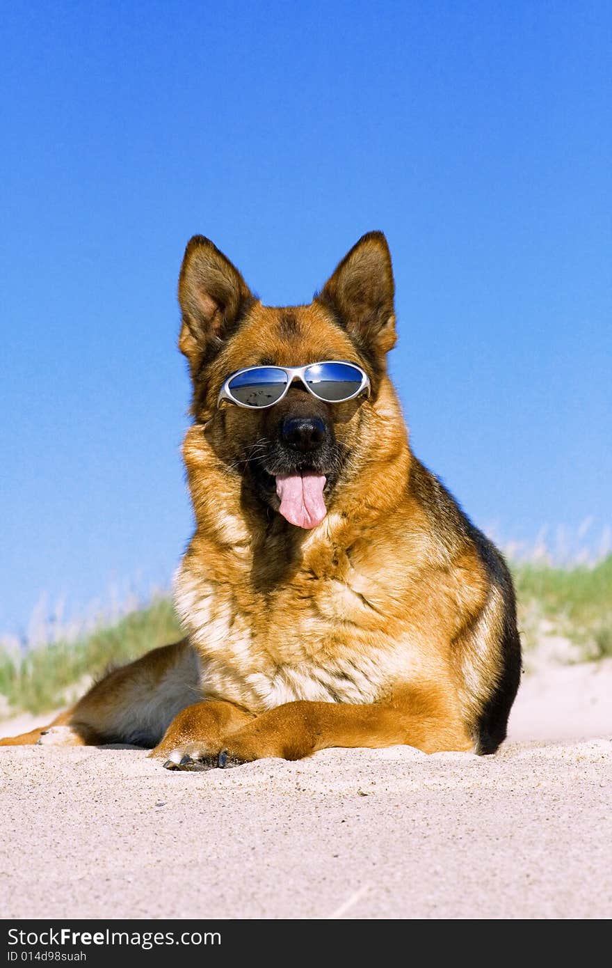 German shepherd laying in sun glasses on the sand. German shepherd laying in sun glasses on the sand