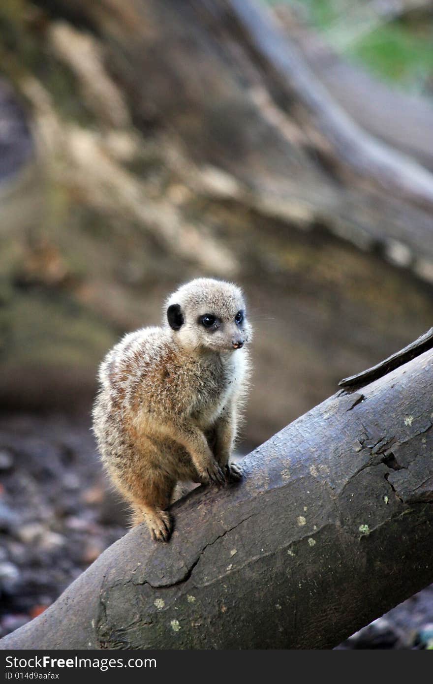 Animal Meerkat