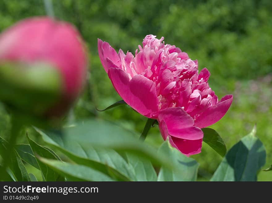 Dark pink blooming lactiflora on garden