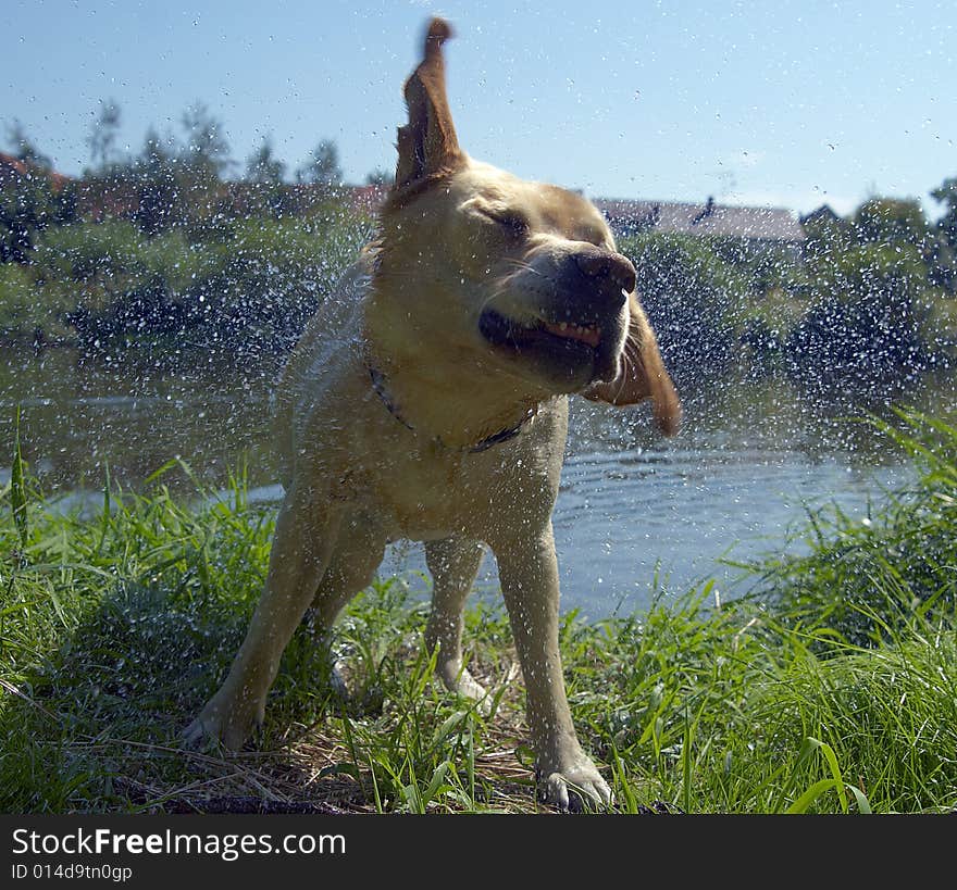 Portrait of gold labrador retriever