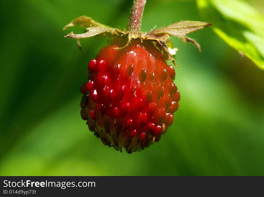 Wild strawberry, red and very sweet