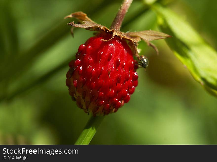 Wild strawberry whit tiny bug