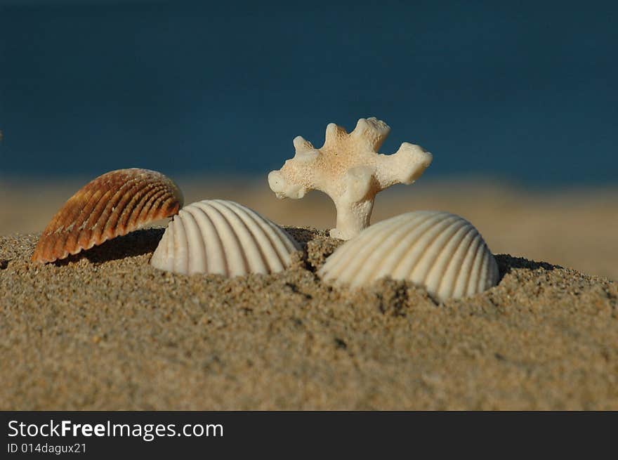 Different sea shells with the ocean as background. Different sea shells with the ocean as background