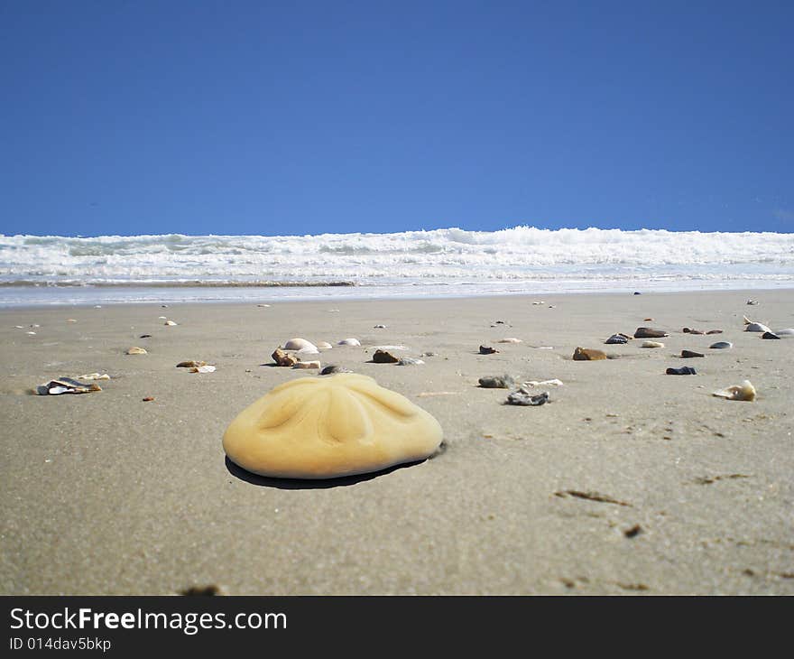 Beach sanddollar