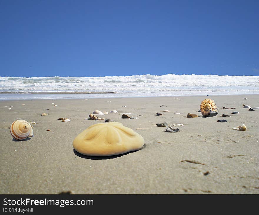 Beach sanddollar