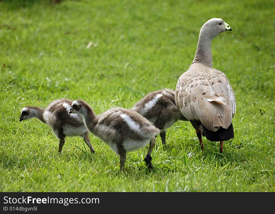 goose family