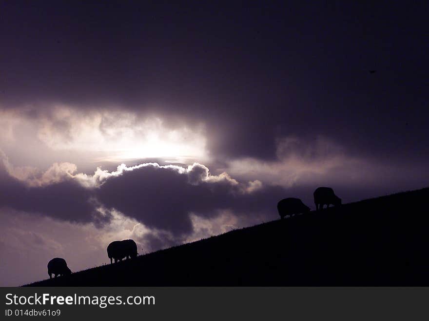 Sheeps on a hill in front of dark clouds