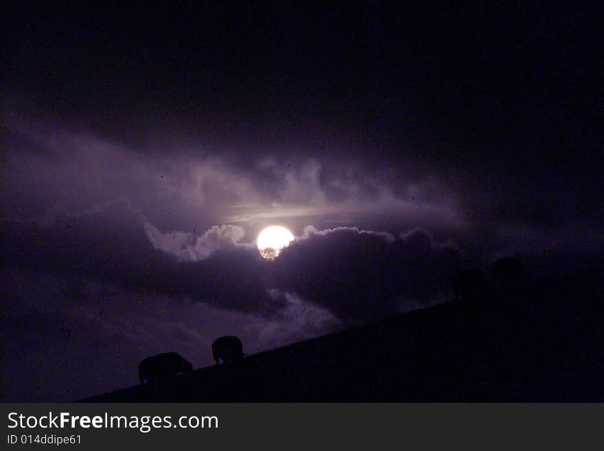 Sheeps on a hill in front of dark clouds