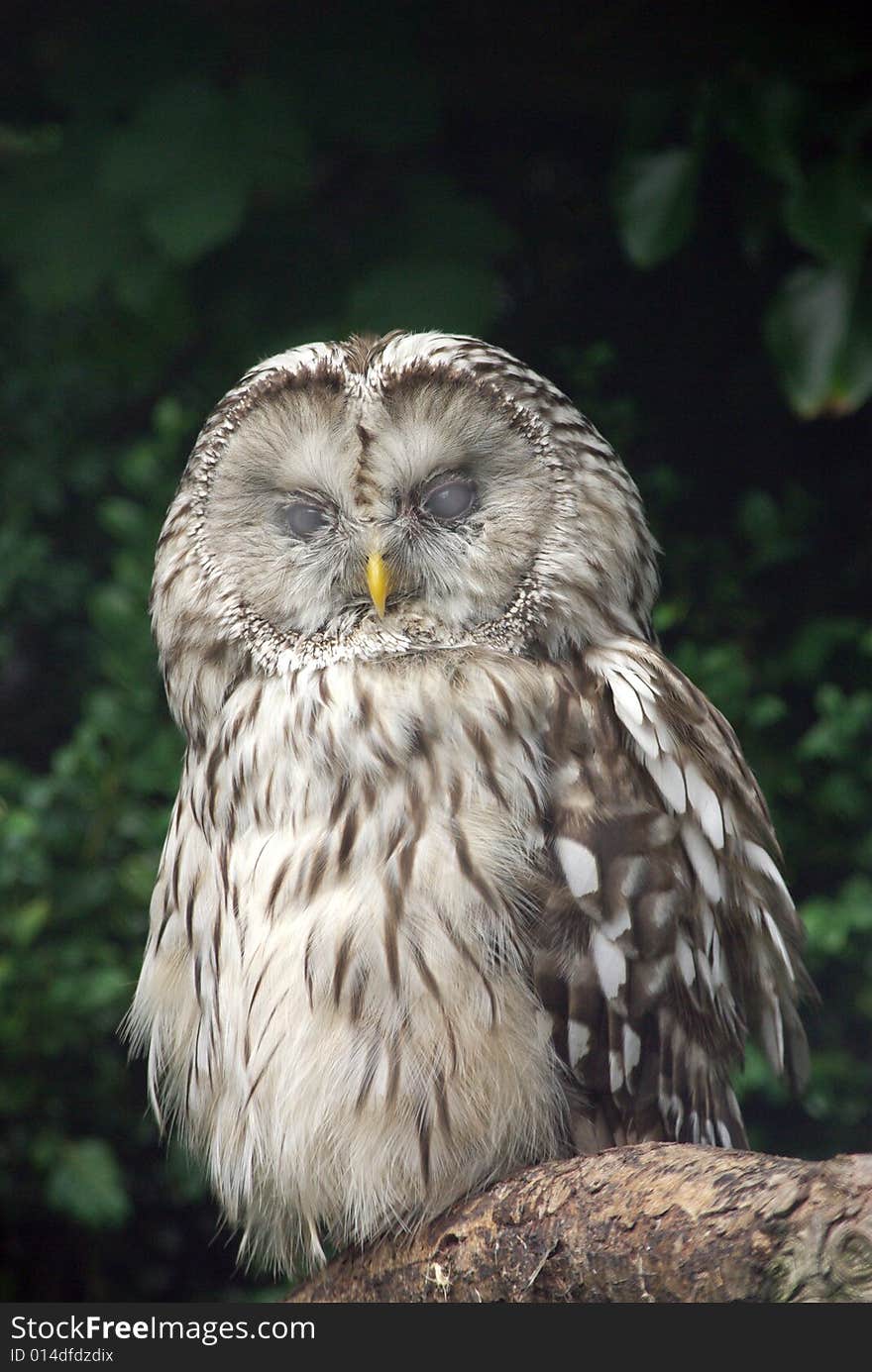 Ural Owl