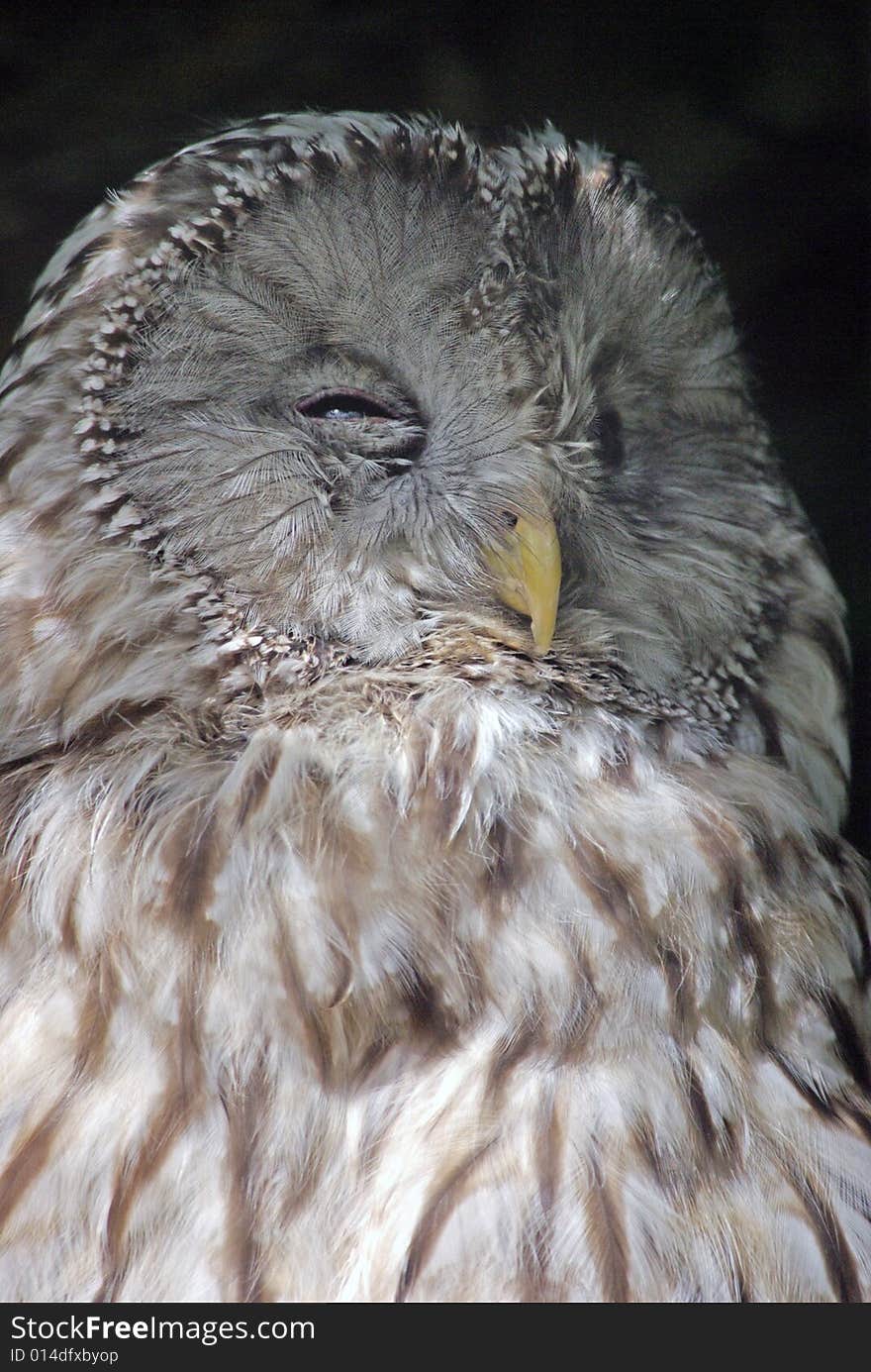 Ural Owl Portrait