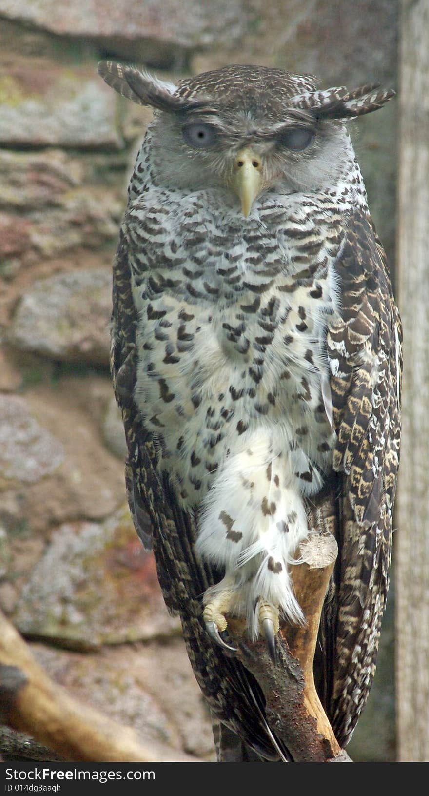 The Forest Eagle Owl Sitting on perch.