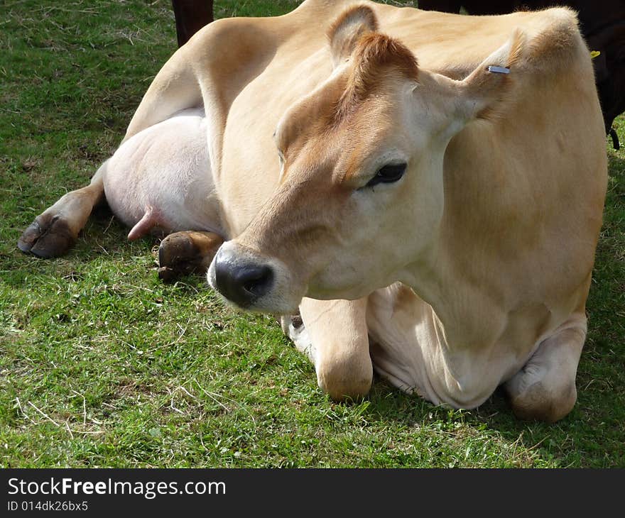 Cow Resting On Grass 12