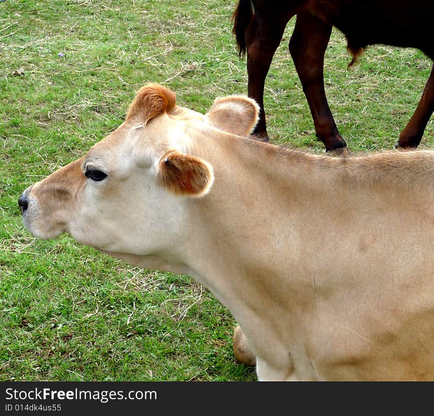 Cow Resting On Grass 14