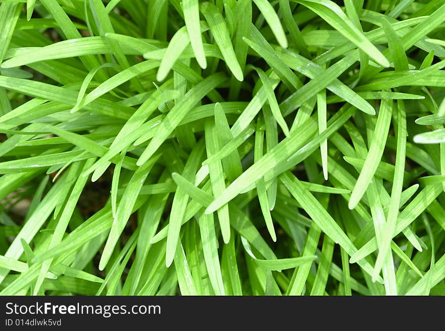 The green grass leaves backgrounds. The green grass leaves backgrounds