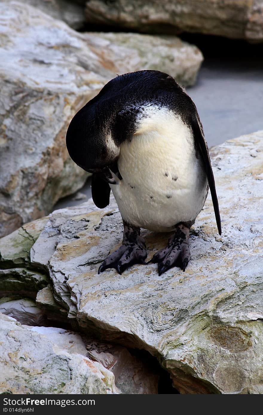 Cute pinguin cleaning himself