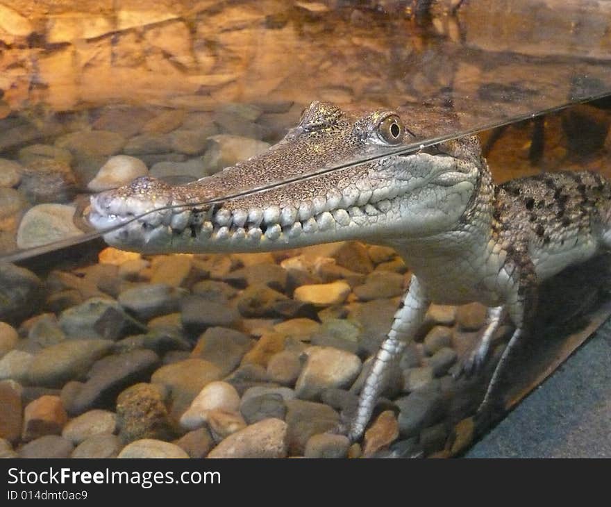 Crocodile Freshwater in simulated habitat.