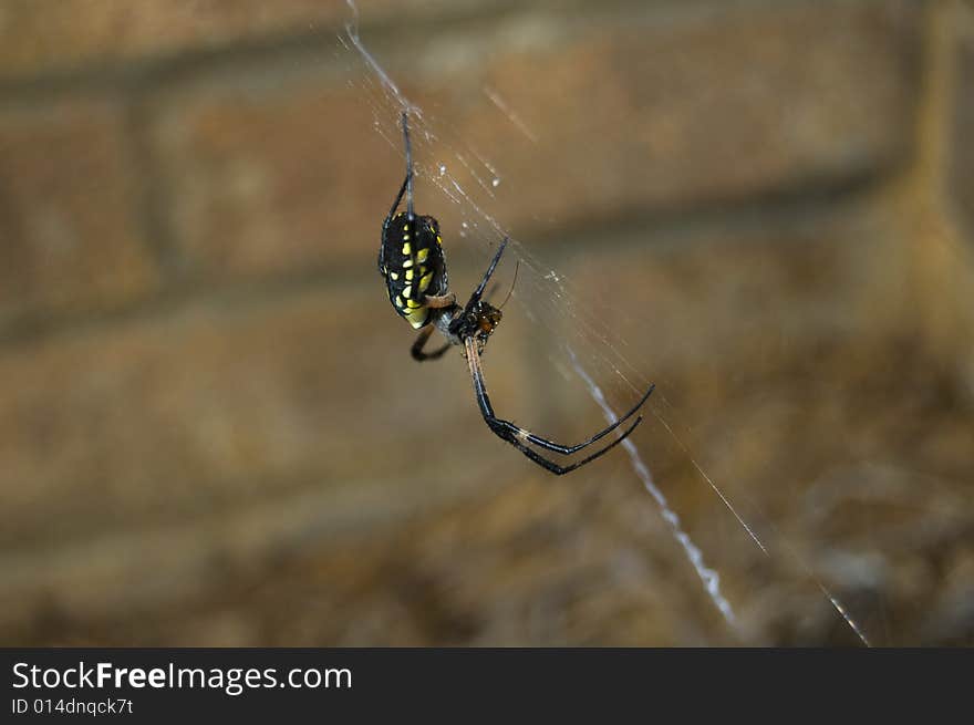 Spider Eating Lunch