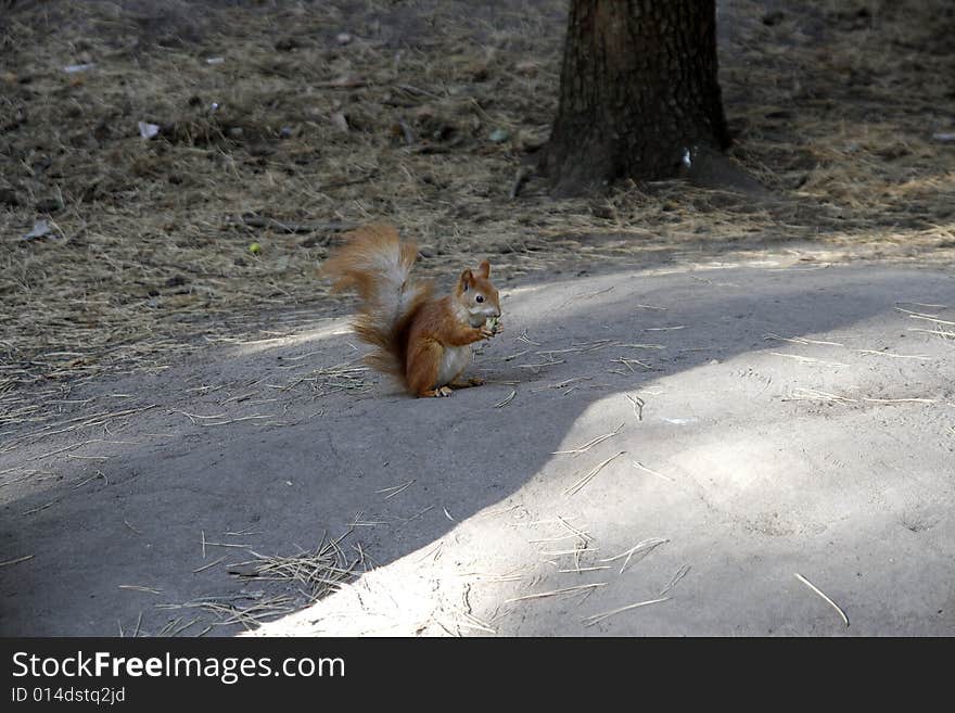 Squirrel