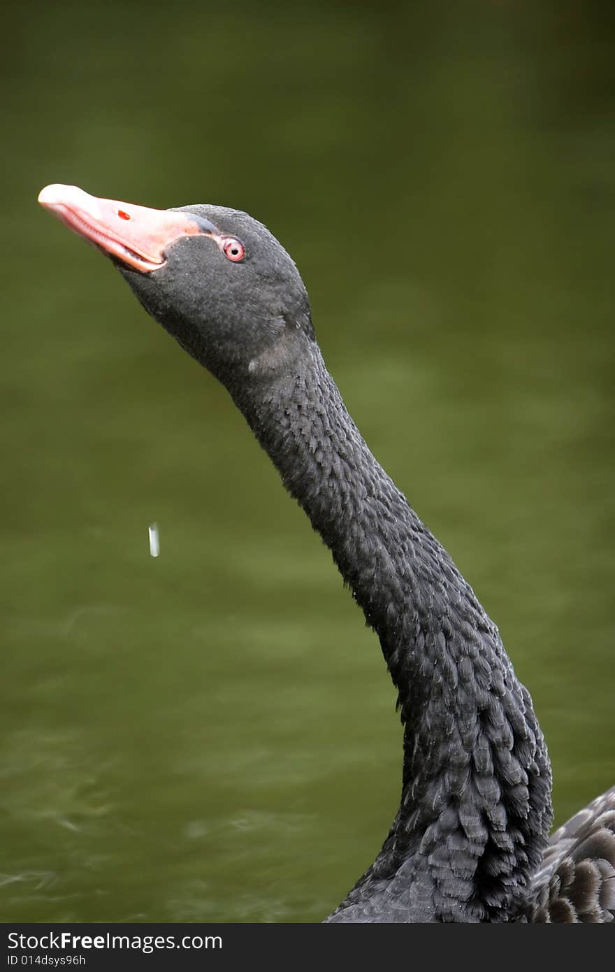 The black swan in the zoo of china