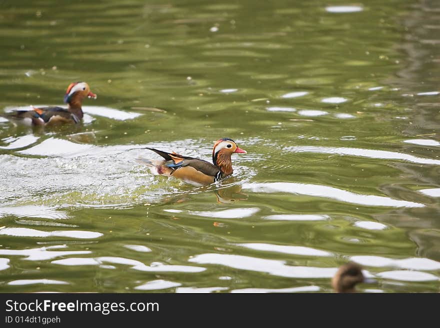 The mandarin duck in a park china