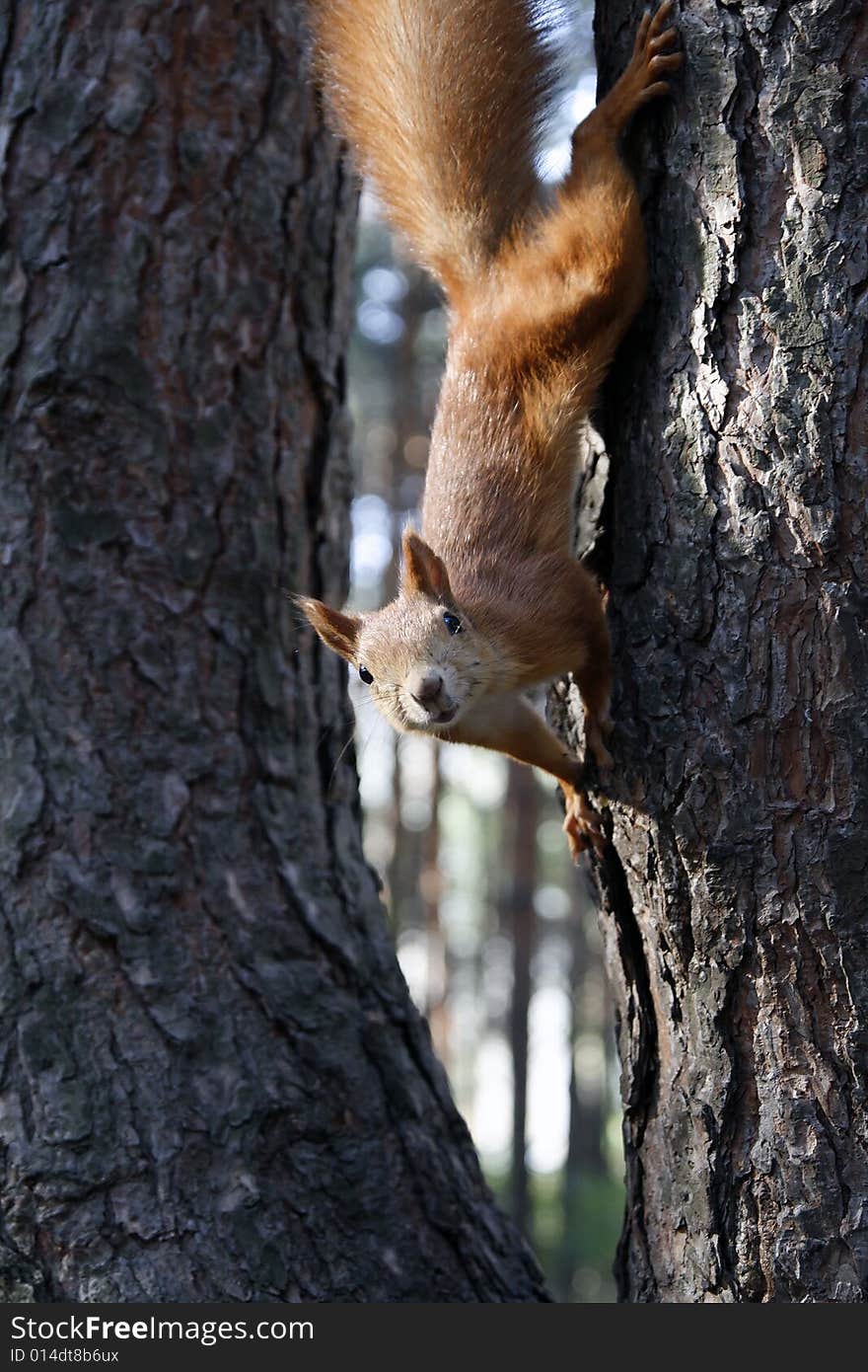 Small squirrel sitting on trunk