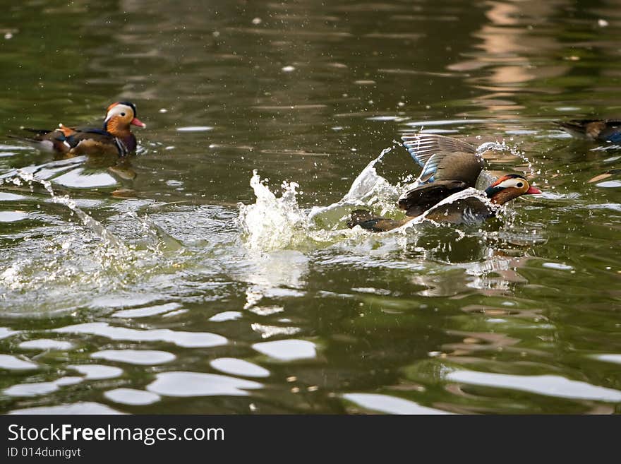 The mandarin duck in a park china