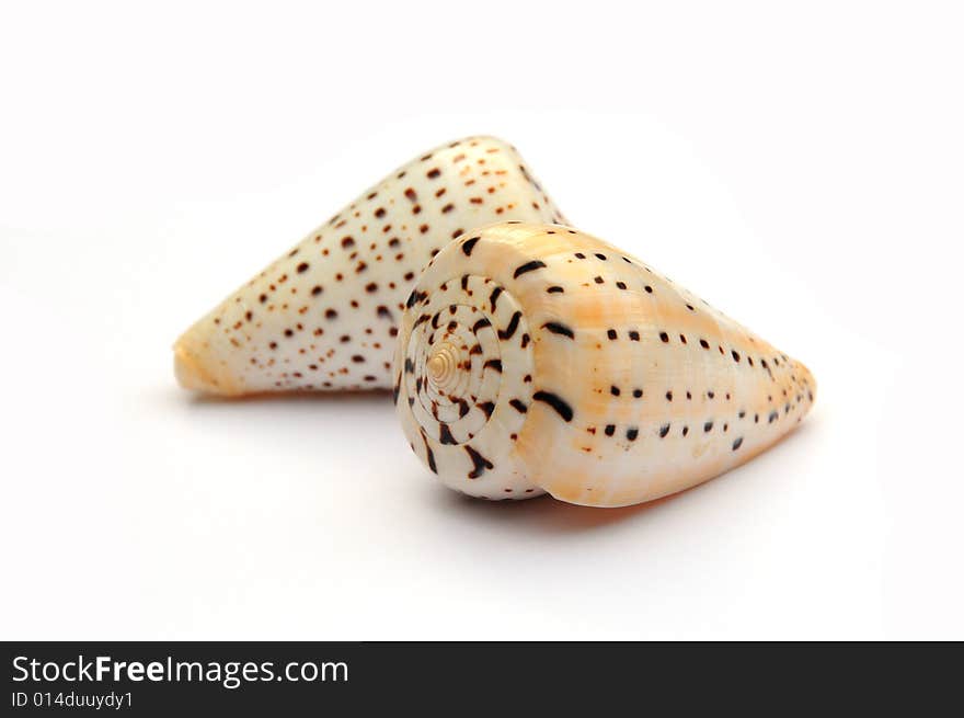 Two sea shells on a white background