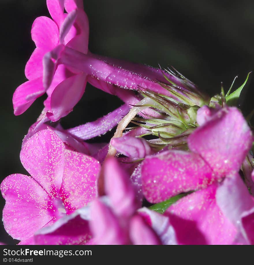 Purple petal clusters