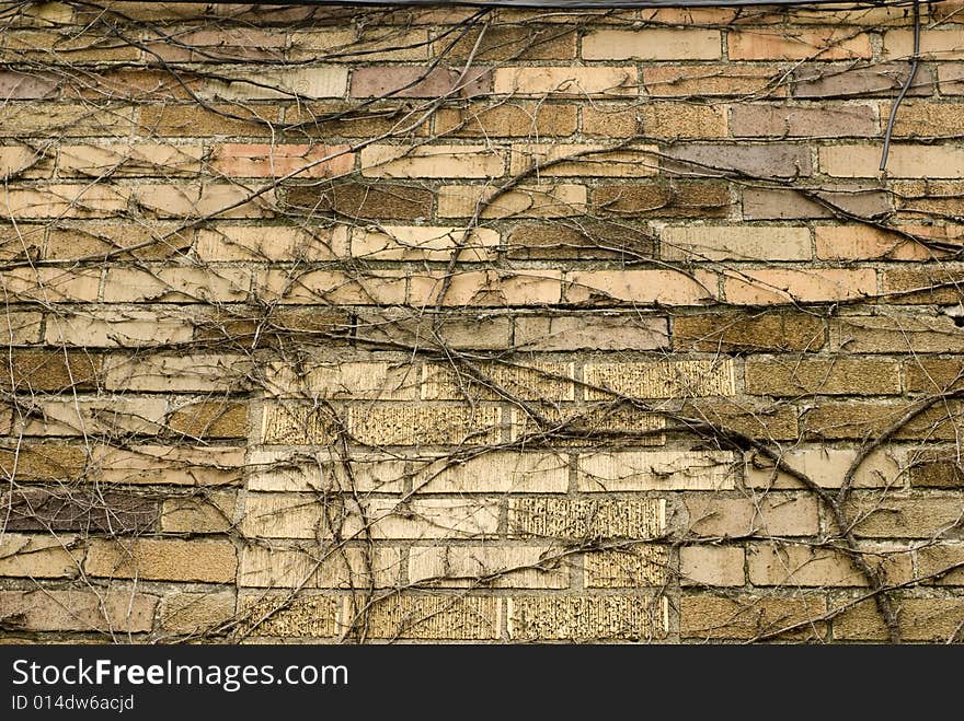 Multitude of vines on a brick structure. Multitude of vines on a brick structure